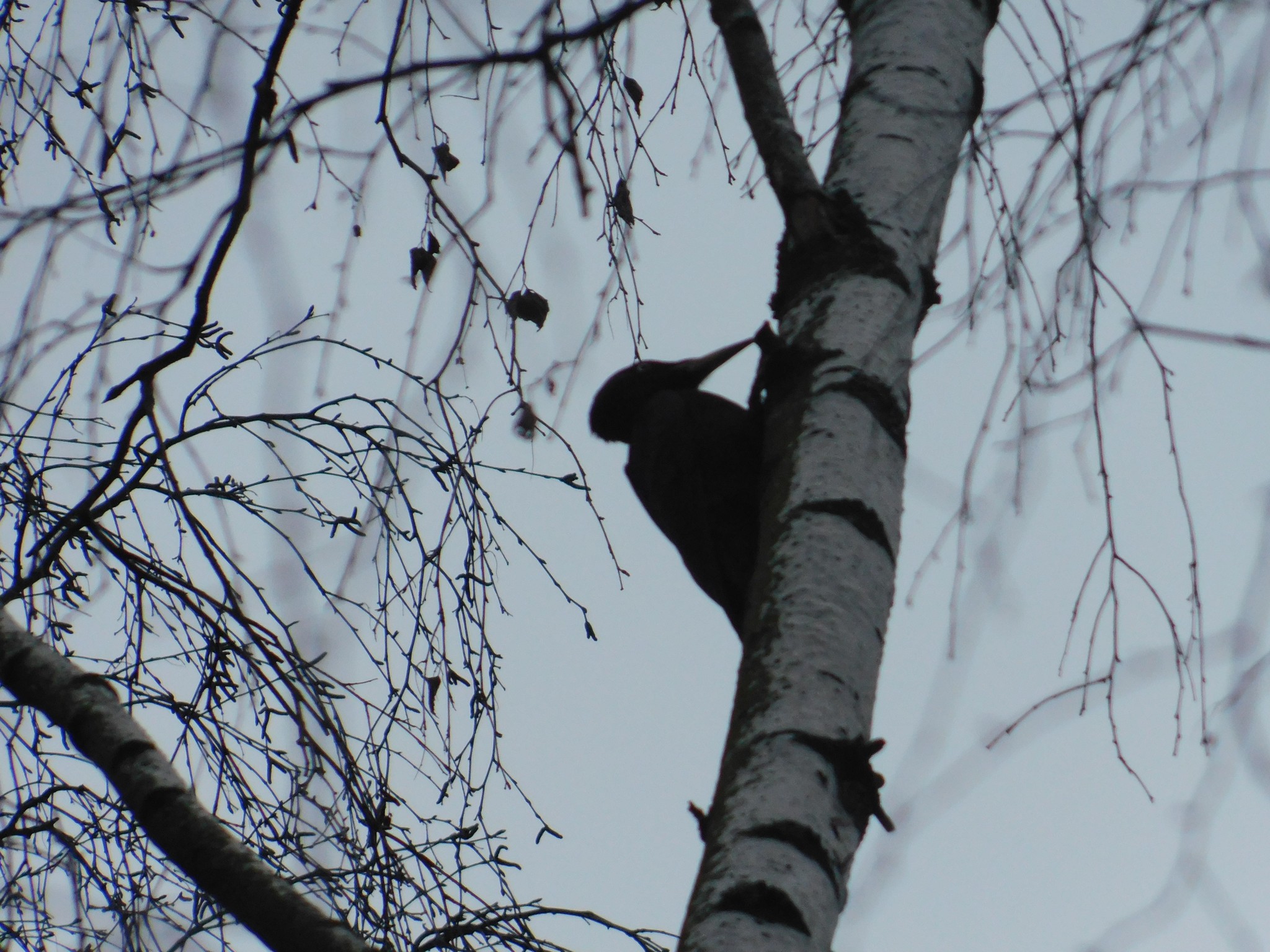 Zhelna in Sosnovka Park. 01/10/2020 - My, Woodpecker yellow, Sosnovka Park, Saint Petersburg, Bird watching, Ornithology, Birds, Video, Longpost, Woodpeckers