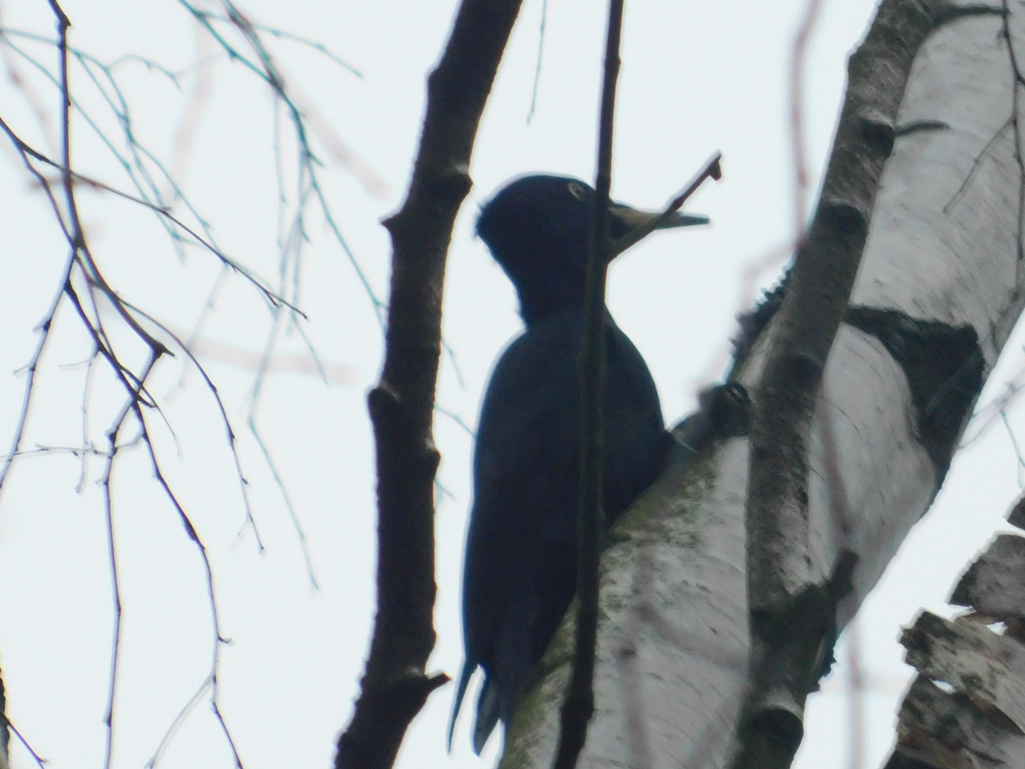 Zhelna in Sosnovka Park. 01/10/2020 - My, Woodpecker yellow, Sosnovka Park, Saint Petersburg, Bird watching, Ornithology, Birds, Video, Longpost, Woodpeckers