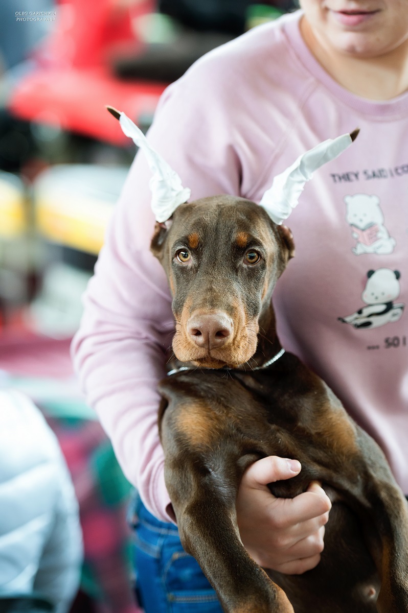 Another series of reportage photographs from dog shows held in the South of Russia - enjoy viewing and good mood))) - My, Dog, Dogs and people, Dog lovers, Dog days, Dog show, Animalistics, Longpost