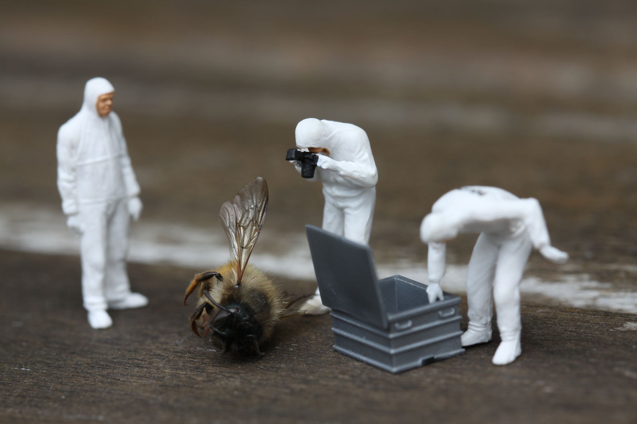 Crime scene - The photo, Crime scene, Forensics, Miniature, Bees