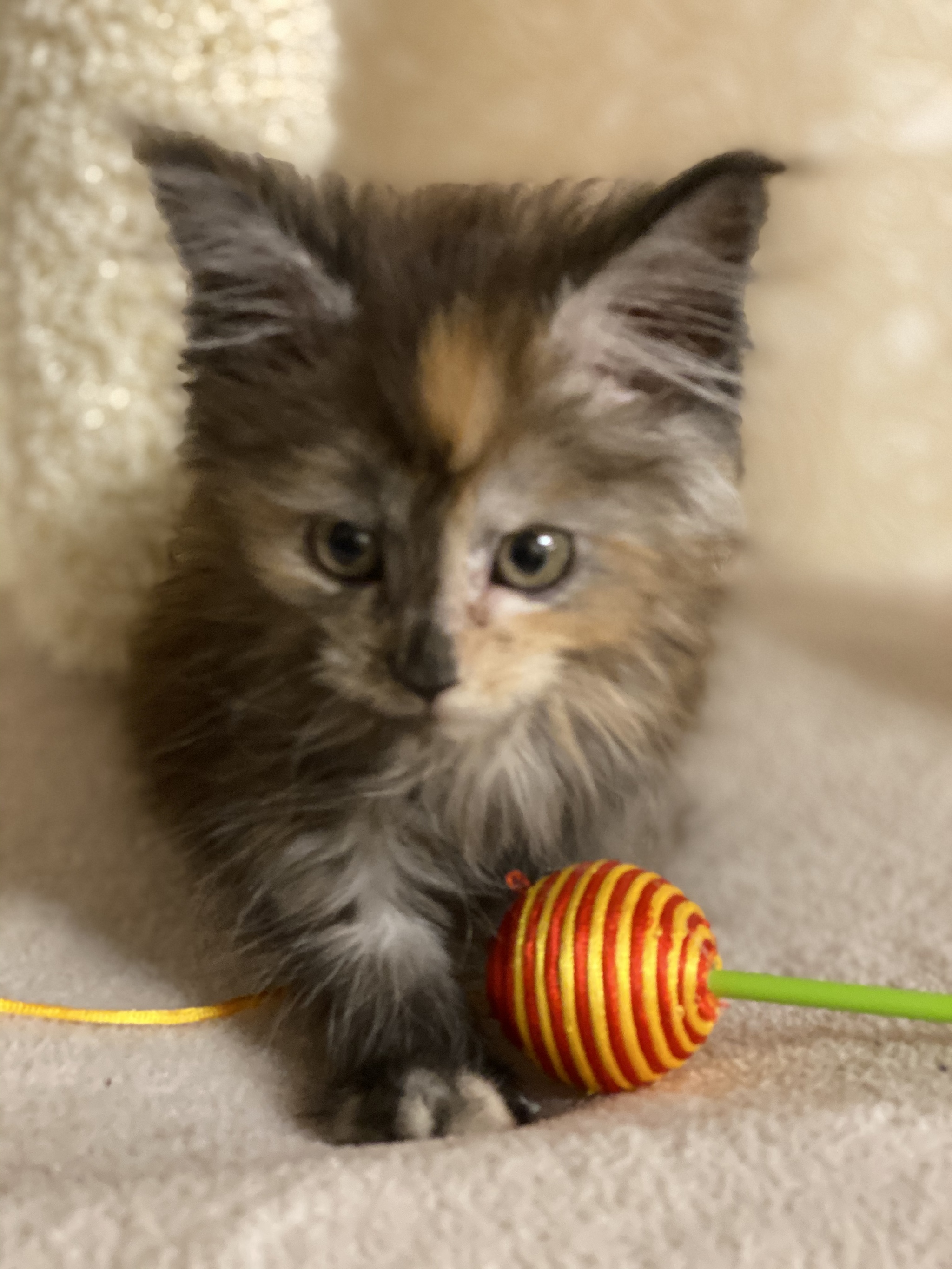 Tricolor cat Laurka, bringing happiness - My, Maine Coon, Tricolor cat, Happiness, Longpost, cat, Kittens