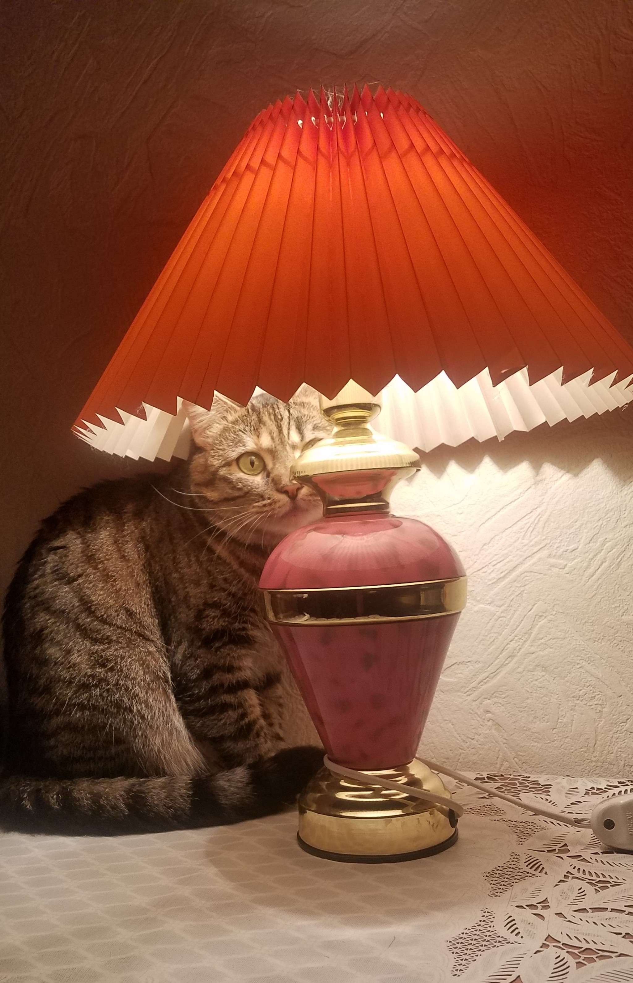 My version of cat with a lamp - My, The photo, cat, Animals, Лампа, Cat with lamp