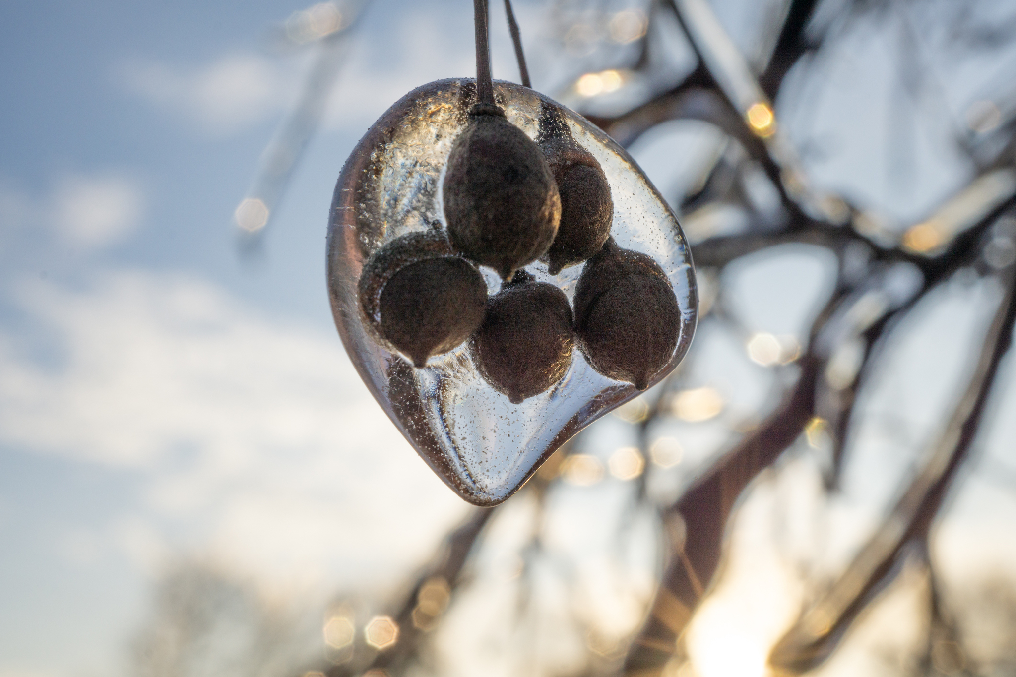 freezing rain - My, The photo, Macro photography, Ice, Winter, Longpost, Freezing rain