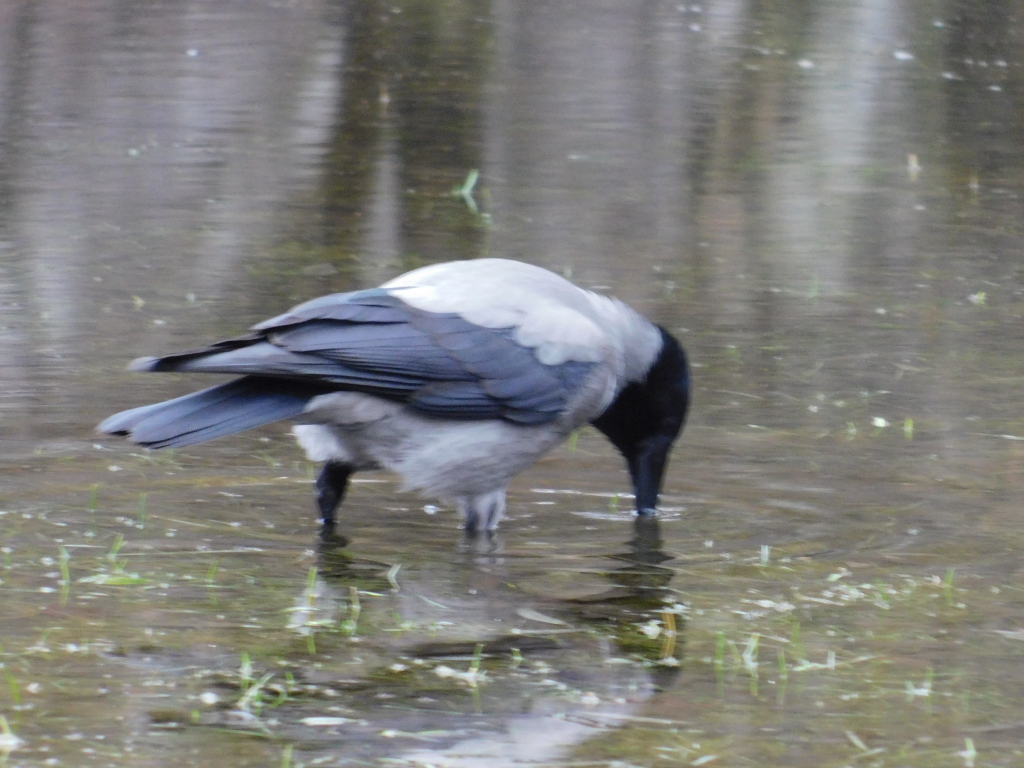 Gray crow in Udelny Park. 01/13/2020 - My, Grey Crow, Birds, Bird watching, Specific Park, Saint Petersburg, Ornithology, Video, Longpost, Crow