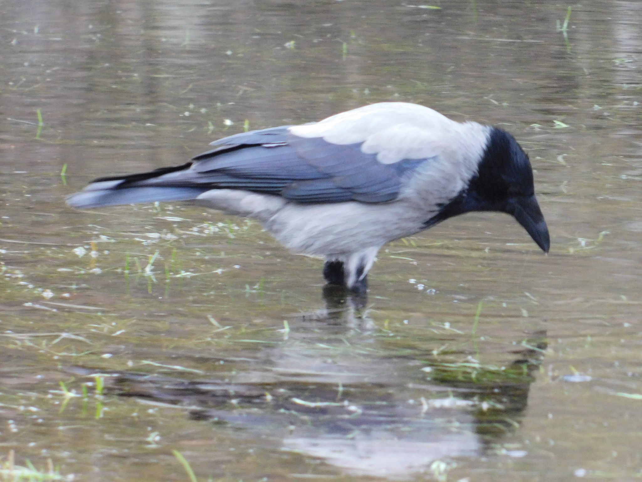 Gray crow in Udelny Park. 01/13/2020 - My, Grey Crow, Birds, Bird watching, Specific Park, Saint Petersburg, Ornithology, Video, Longpost, Crow