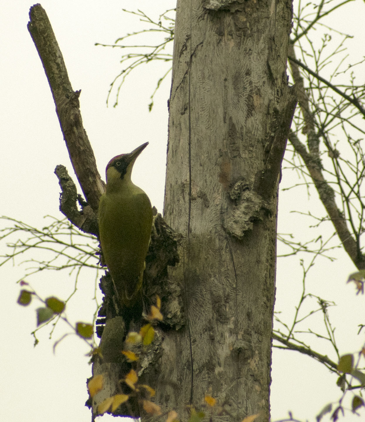 First post - My, Birds, Ornithology, Woodpeckers, Photo hunting, Nature, The nature of Russia, Schelkovo, Longpost