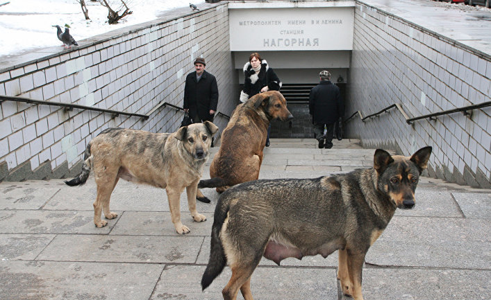 Post about animal lovers and stray dogs! - My, Fast, Animal defenders, Doghunters, Dog, Animal abuse