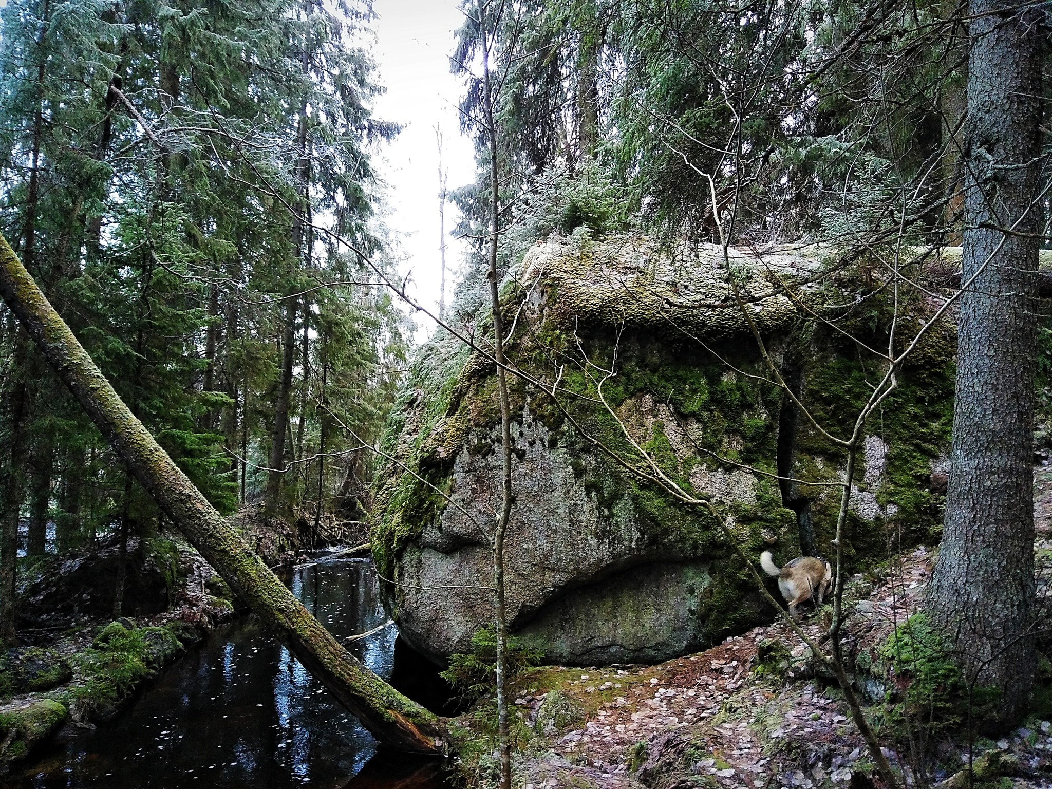 Bank of the Gladyshevka River - My, Forest, River, Nature