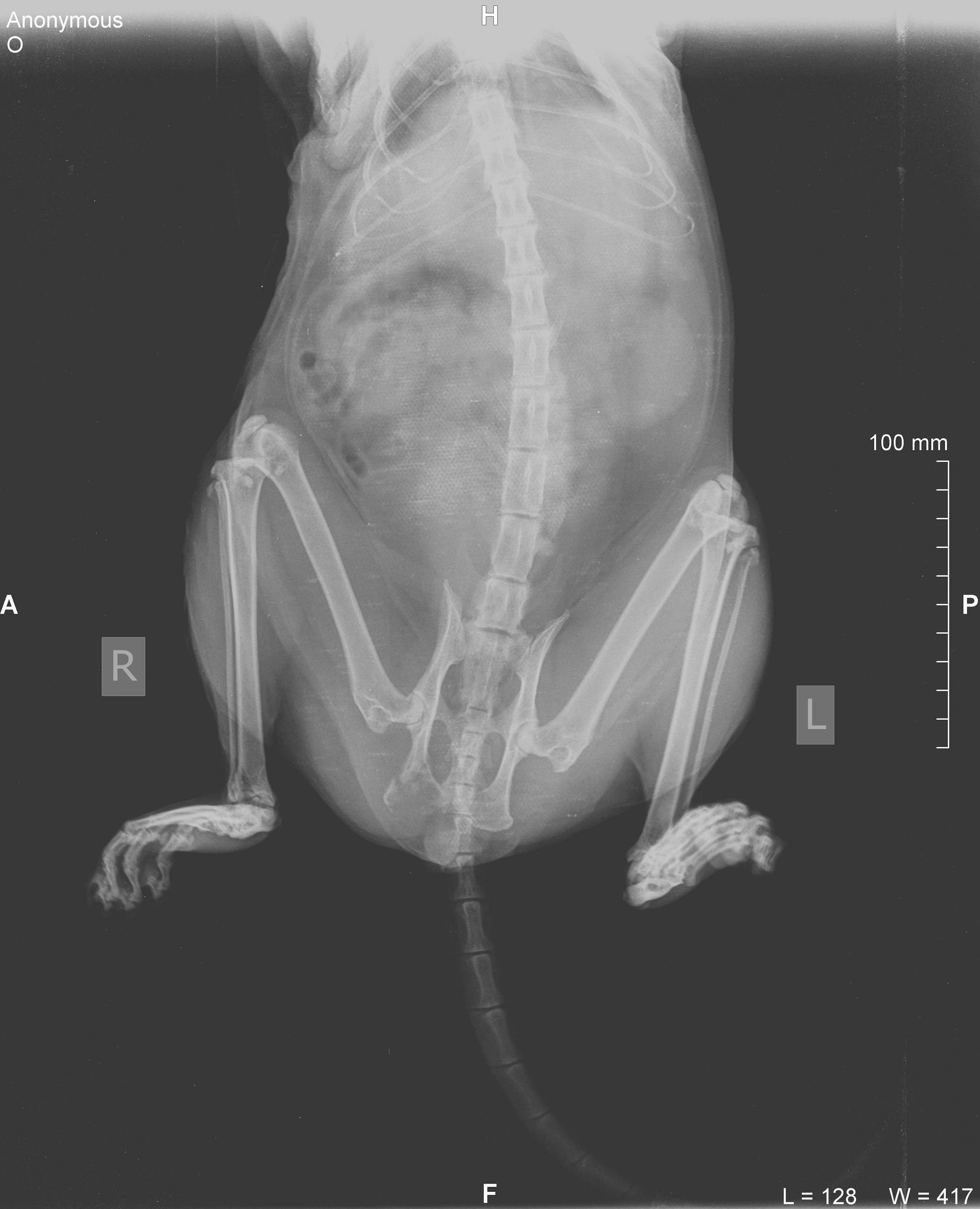 Unexplained illness in a cat - My, X-ray, cat, Disease, Longpost