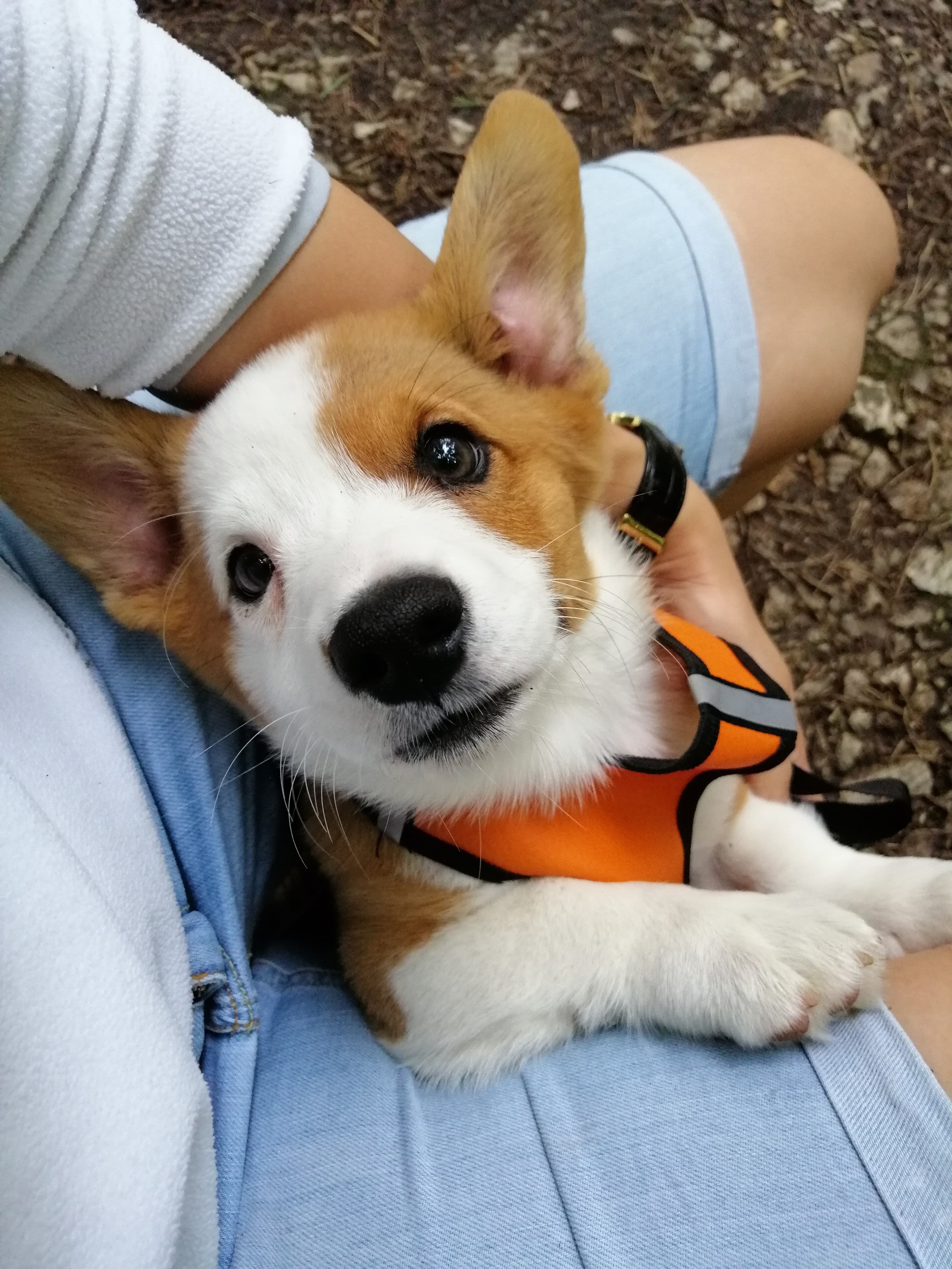 Eyes - My, Welsh Corgi Cardigan, Friend, Corgi, Dog