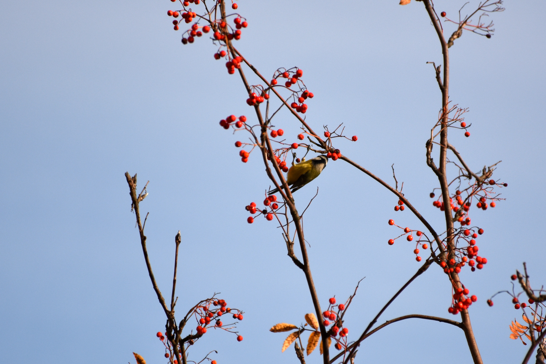 Titmouse balancing act - My, The photo, Tit, Lazorevka, Autumn, Rowan