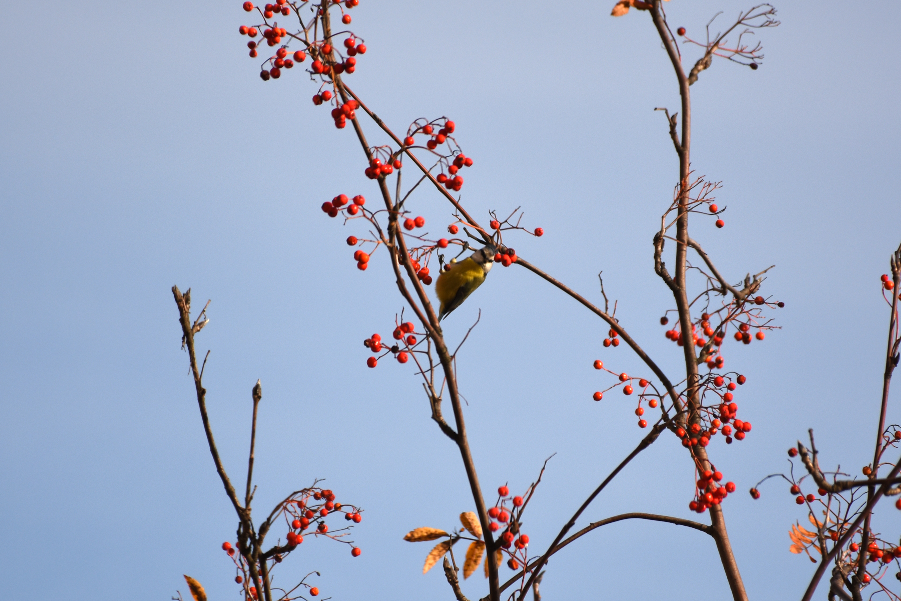 Titmouse balancing act - My, The photo, Tit, Lazorevka, Autumn, Rowan