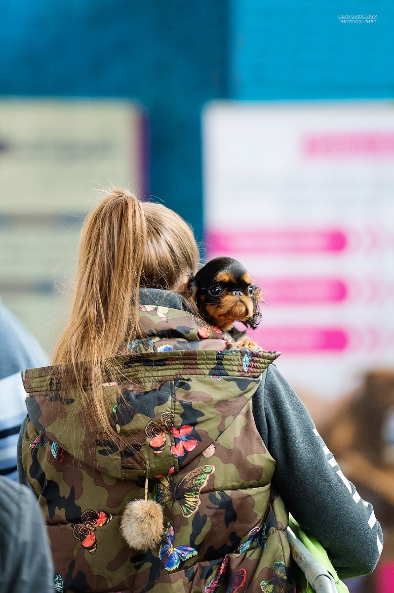 Another series of reportage photos from dog shows held in the South of Russia - enjoy viewing and good mood)) - My, Dog, Dogs and people, Dog lovers, Dog days, Dog show, Animalistics, Longpost