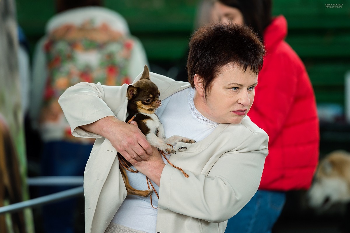 Another series of reportage photos from dog shows held in the South of Russia - enjoy viewing and good mood)) - My, Dog, Dogs and people, Dog lovers, Dog days, Dog show, Animalistics, Longpost