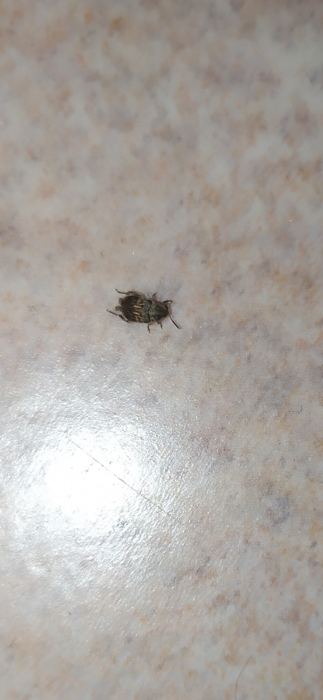 What kind of insect? - My, Insects, Apartment, Longpost