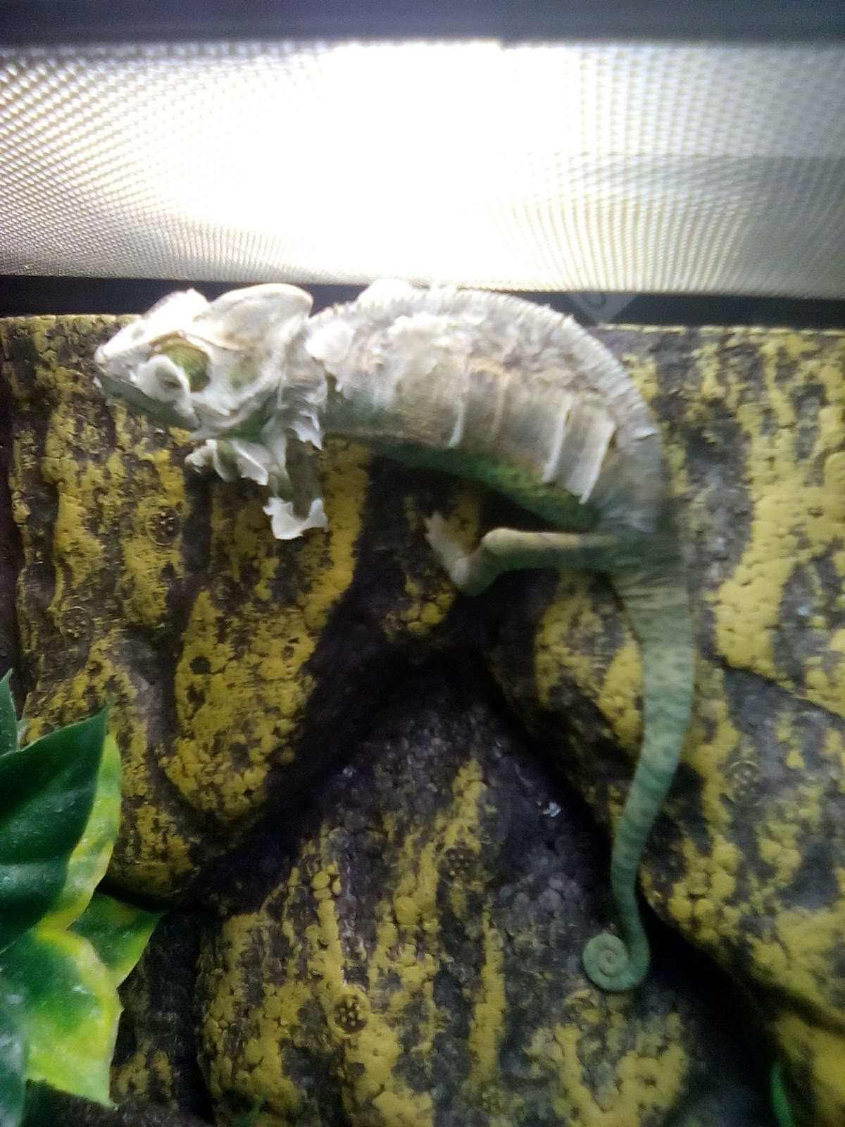 Chameleon in the house - My, Pets, Chameleon, Longpost