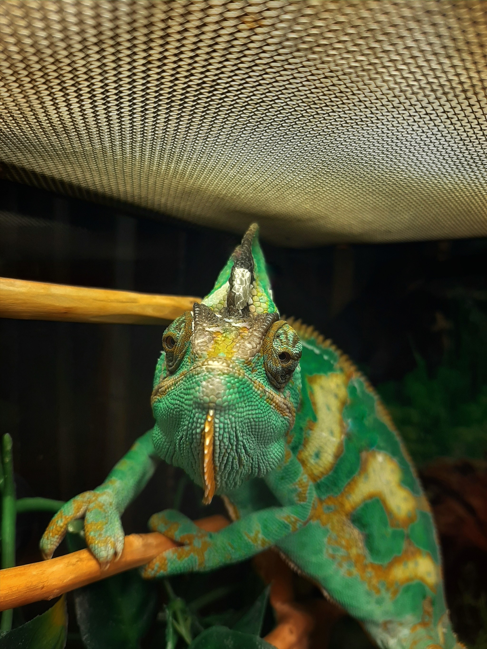 Chameleon in the house - My, Pets, Chameleon, Longpost