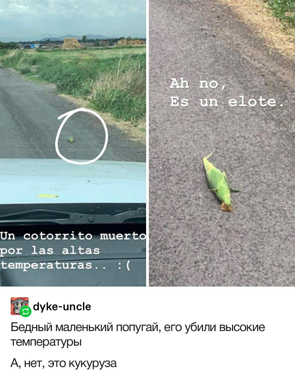 Parrot - A parrot, Corn, Screenshot, It seemed