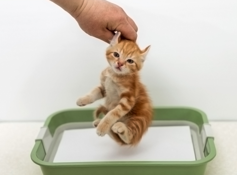 Как приучить котенка к лотку? | Пикабу