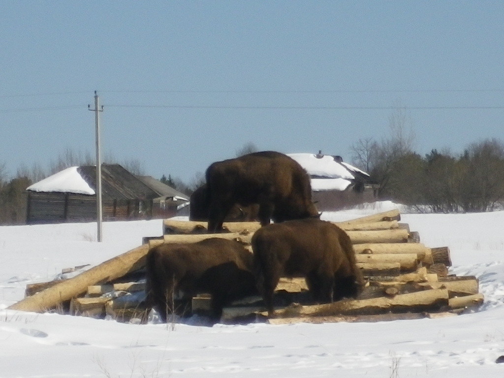 bison - My, Photo on sneaker, Bison, wildlife, Longpost