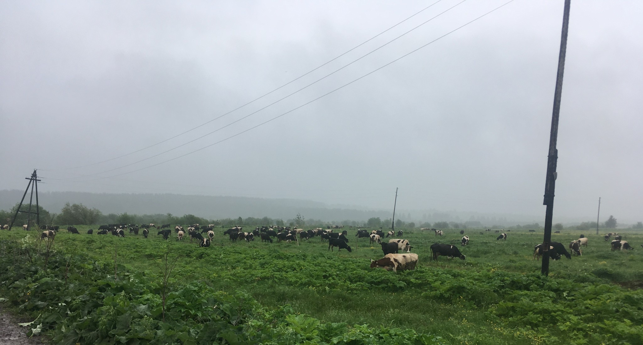 Farmer's Diary. Baptism of fire - My, Сельское хозяйство, Rural life, Longpost