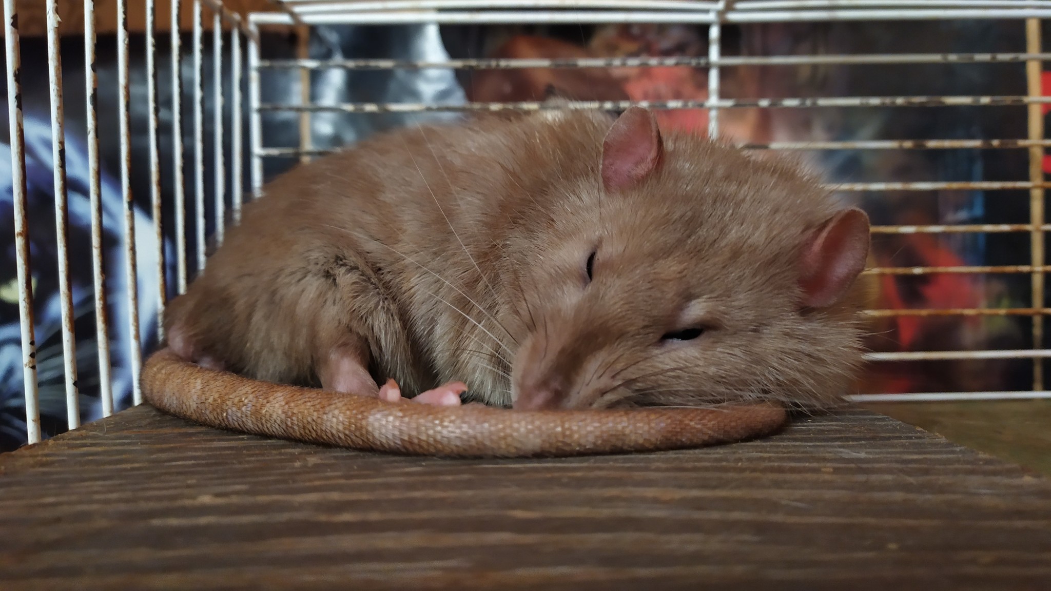 Rat everyday life #5 - My, Rat, Decorative rats, Animals, Milota, Longpost