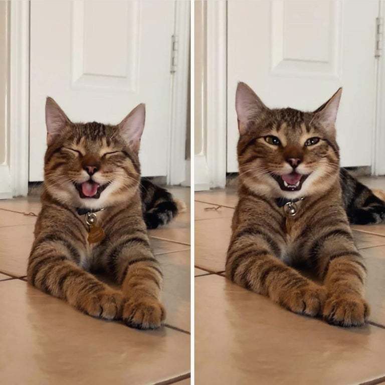 My cat looks very happy - cat, Smile, Reddit