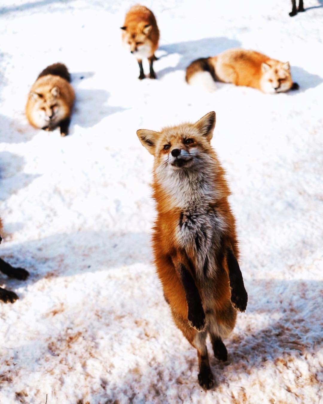 The Foxes sent their representative for negotiations ^.^ - Fox, Animals, The photo