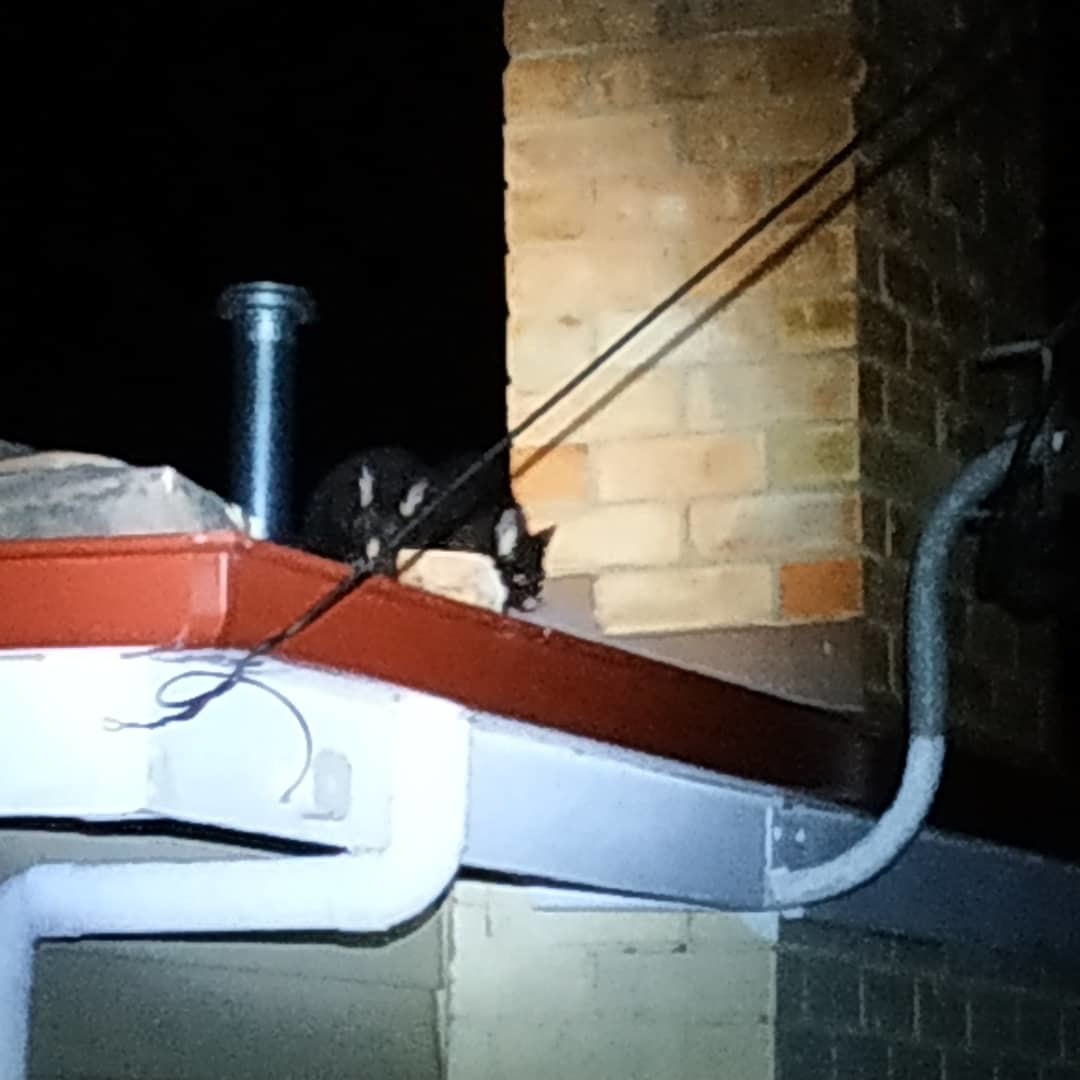 Possums on the roof - My, Australia, Tasmania, Possum, Roof, Longpost