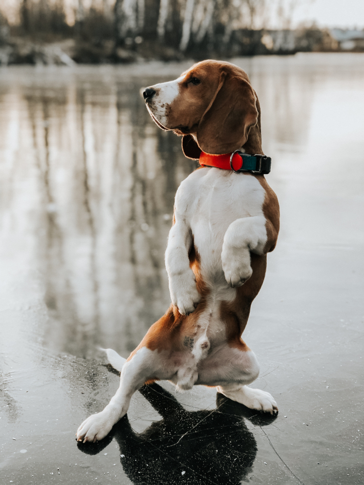 The beauty of beagles - My, Dog, Beagle, Pose, Photo on sneaker, Mobile photography, Portrait, Longpost