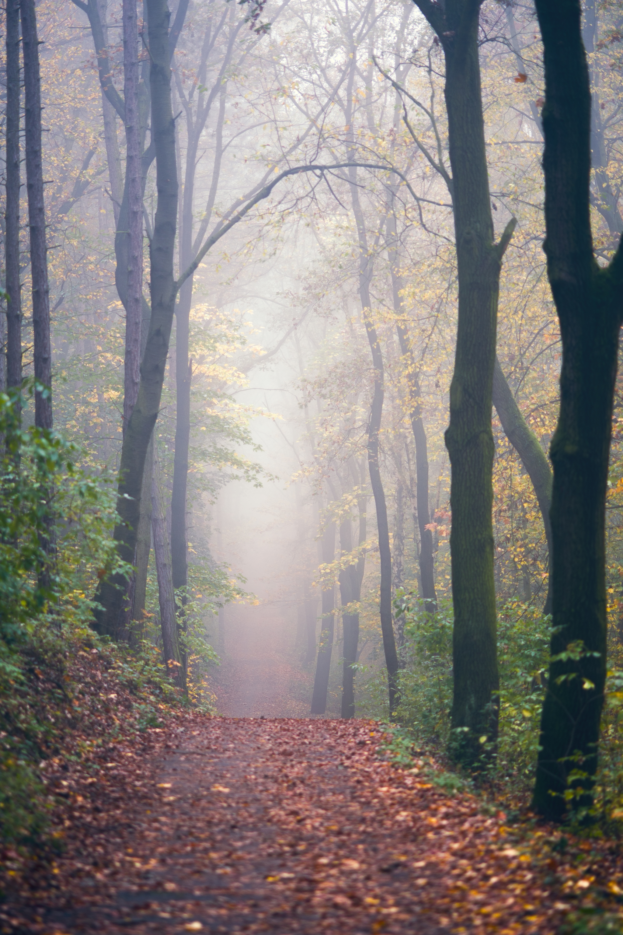 Roads running into the distance. I can't take my eyes off them - My, Prague, Fog, Nature, Forest, Landscape, Road, Atmospheric, Space, Longpost