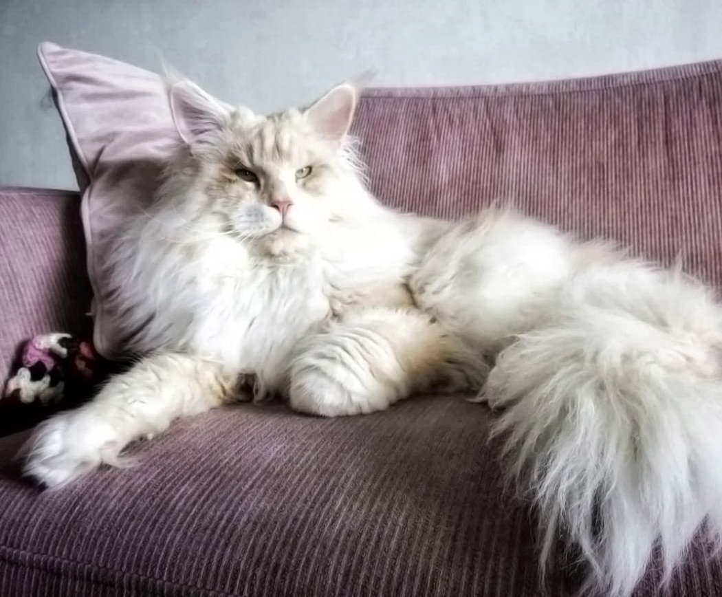 9 Features of Maine Coons - cat, Maine Coon, Longpost