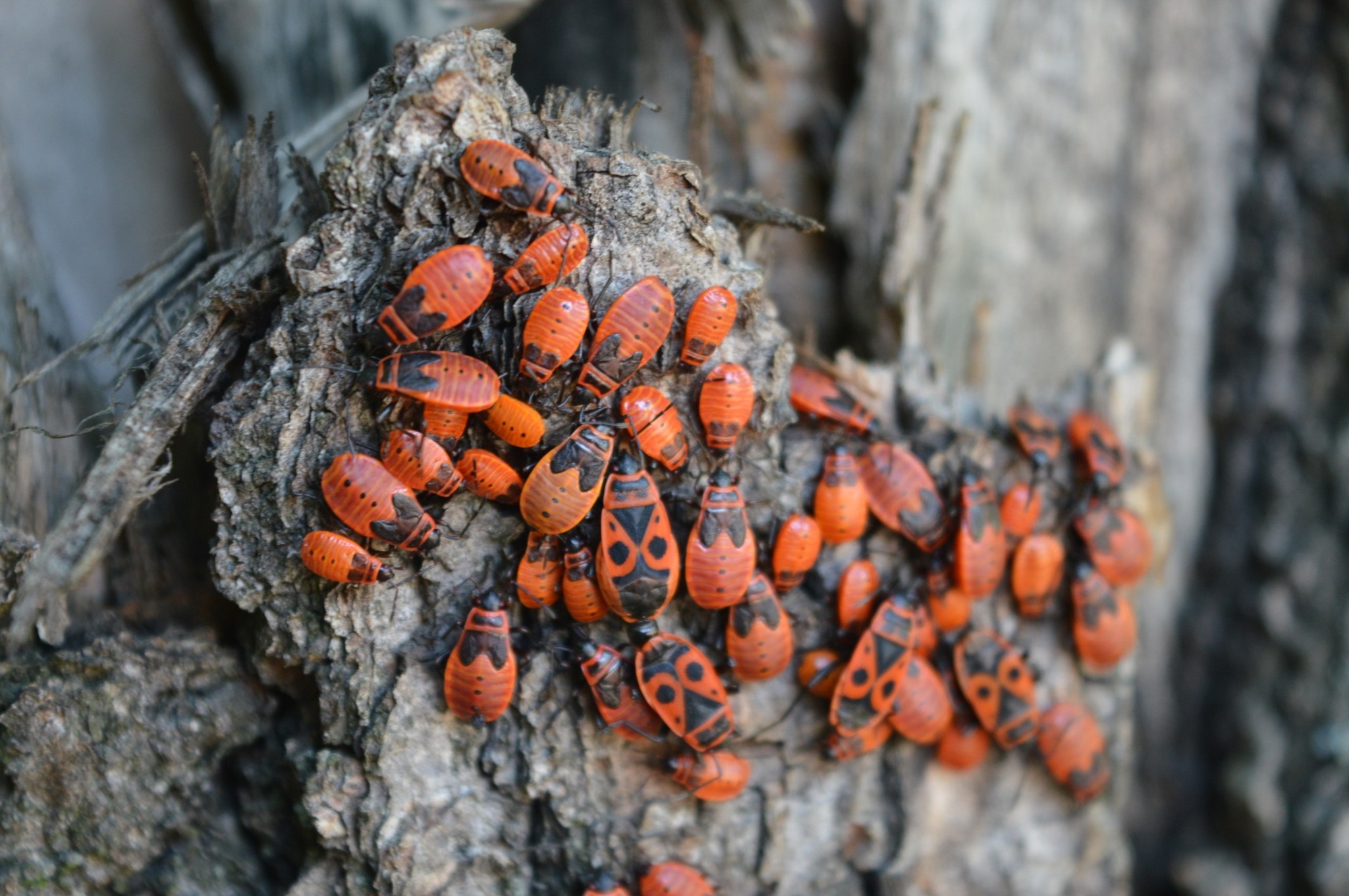 Bugs - My, The photo, Insects, Beginning photographer, Longpost