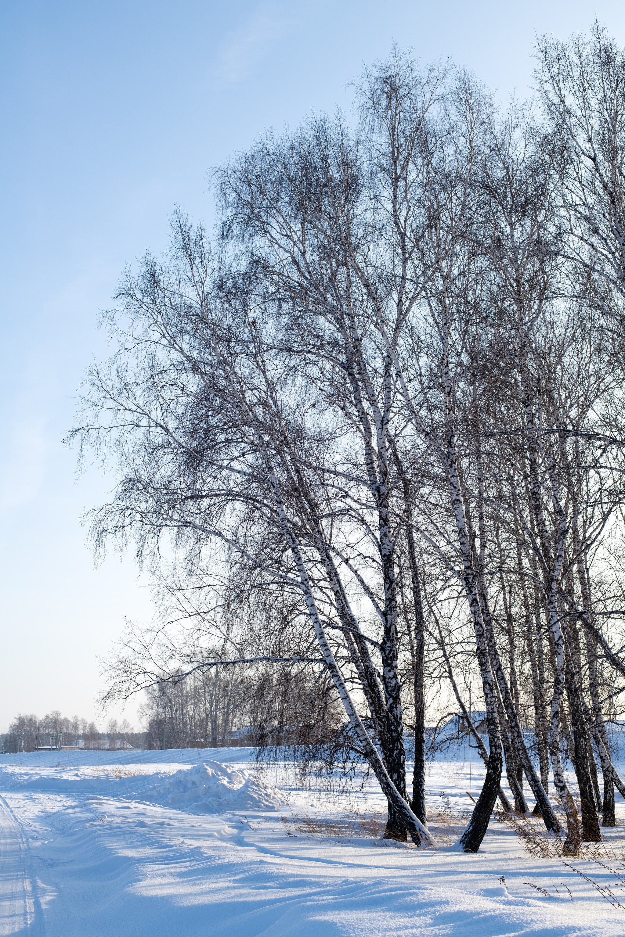 Trip to the Novosibirsk region - My, Forest, River, Track, Winter, Siberia, Novosibirsk region, Ordynskoye, Nikon d850, Longpost