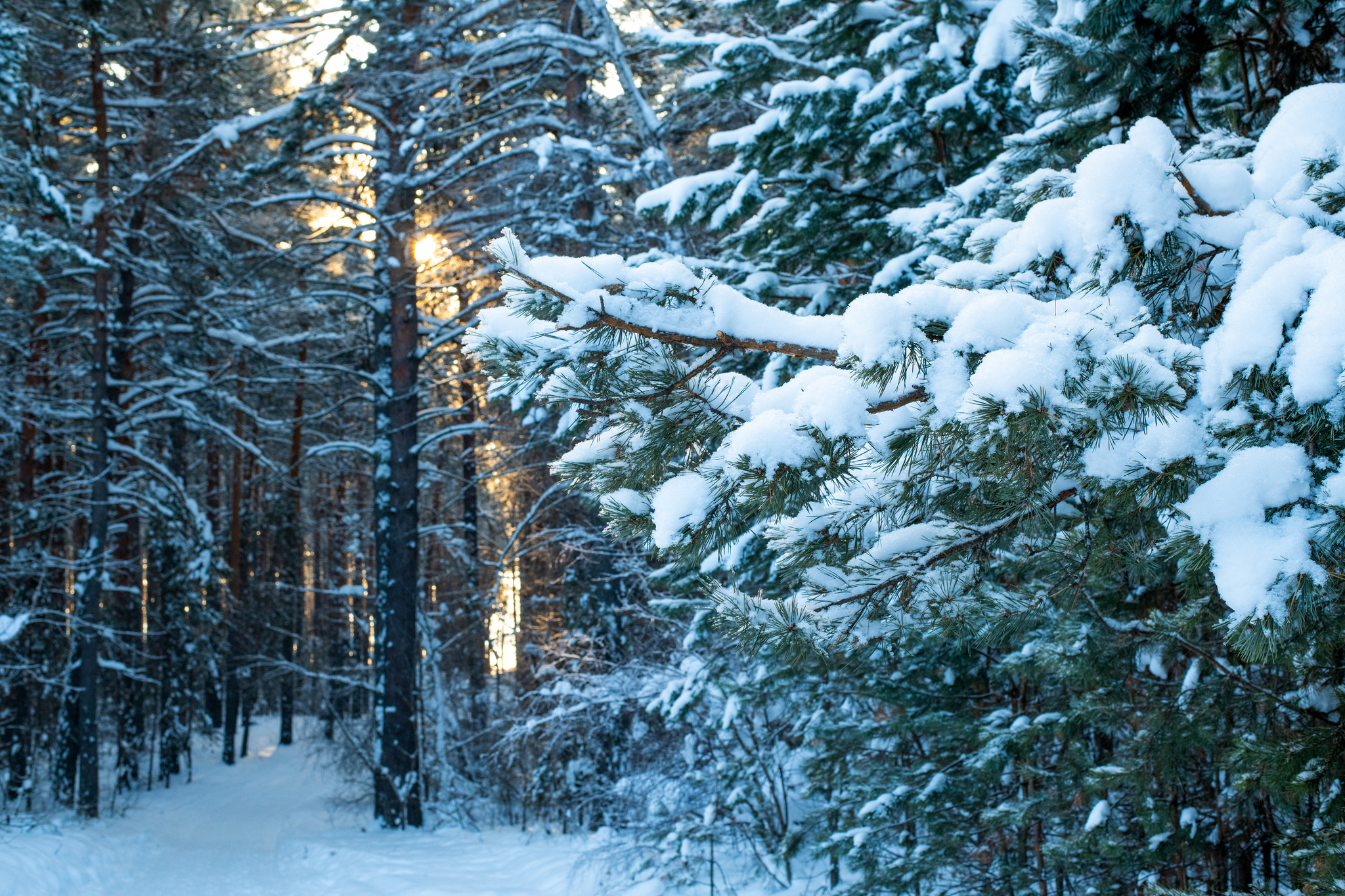 Trip to the Novosibirsk region - My, Forest, River, Track, Winter, Siberia, Novosibirsk region, Ordynskoye, Nikon d850, Longpost