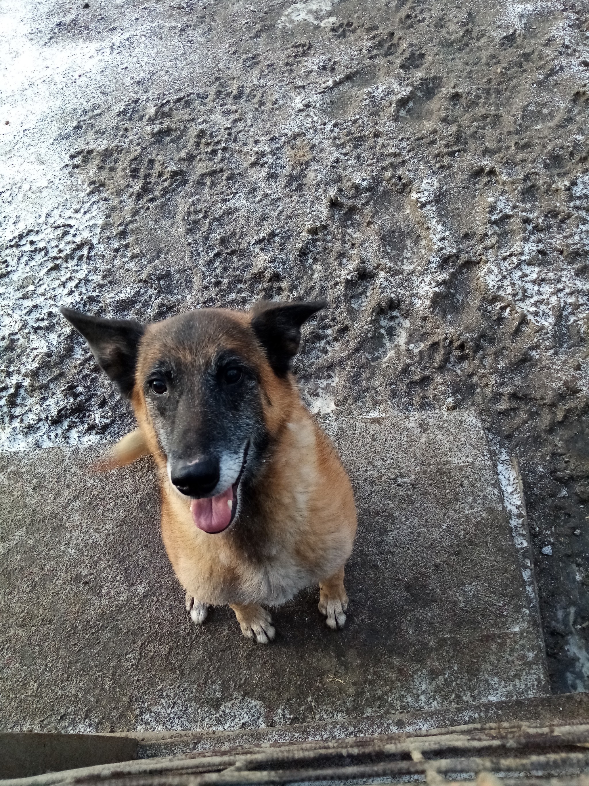 A service dog is retiring and looking for a new home. Cherepovets (UPD: found) - My, No rating, Dog, Help, Longpost, In good hands, Cherepovets, Malinois