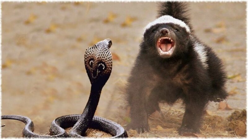 The honey badger doesn't care - The photo, Honey badger, Snake, Animals