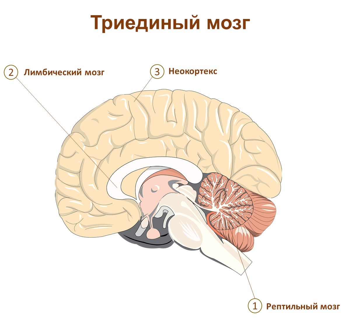 Charles Darwin: emotions unite people and animals - My, Emotional intelligence, Charles Darwin, Emotions, Brain, Psychology, Longpost