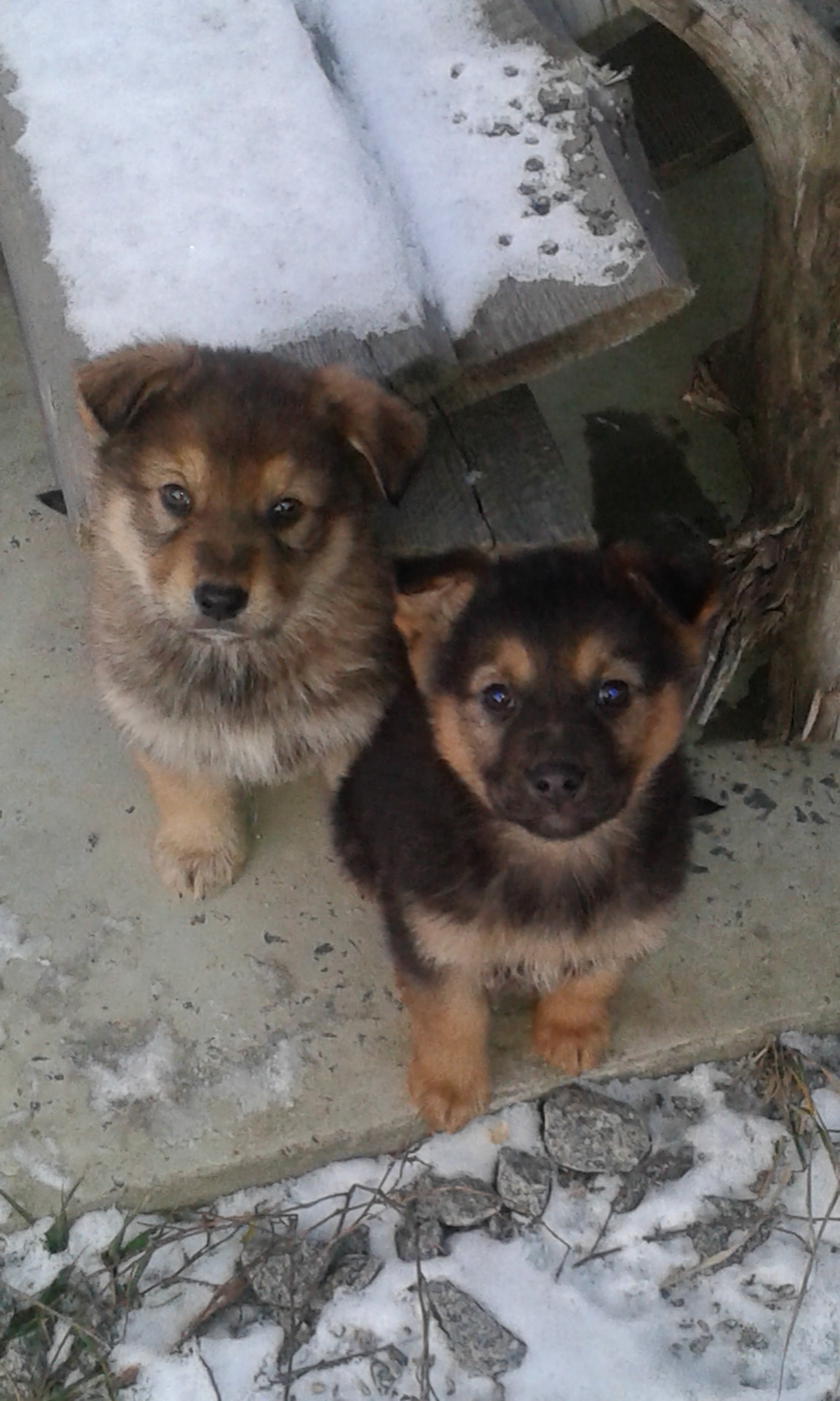 Puppies Kharkov - My, In good hands, Puppies, Longpost, Dog, Kharkov, No rating