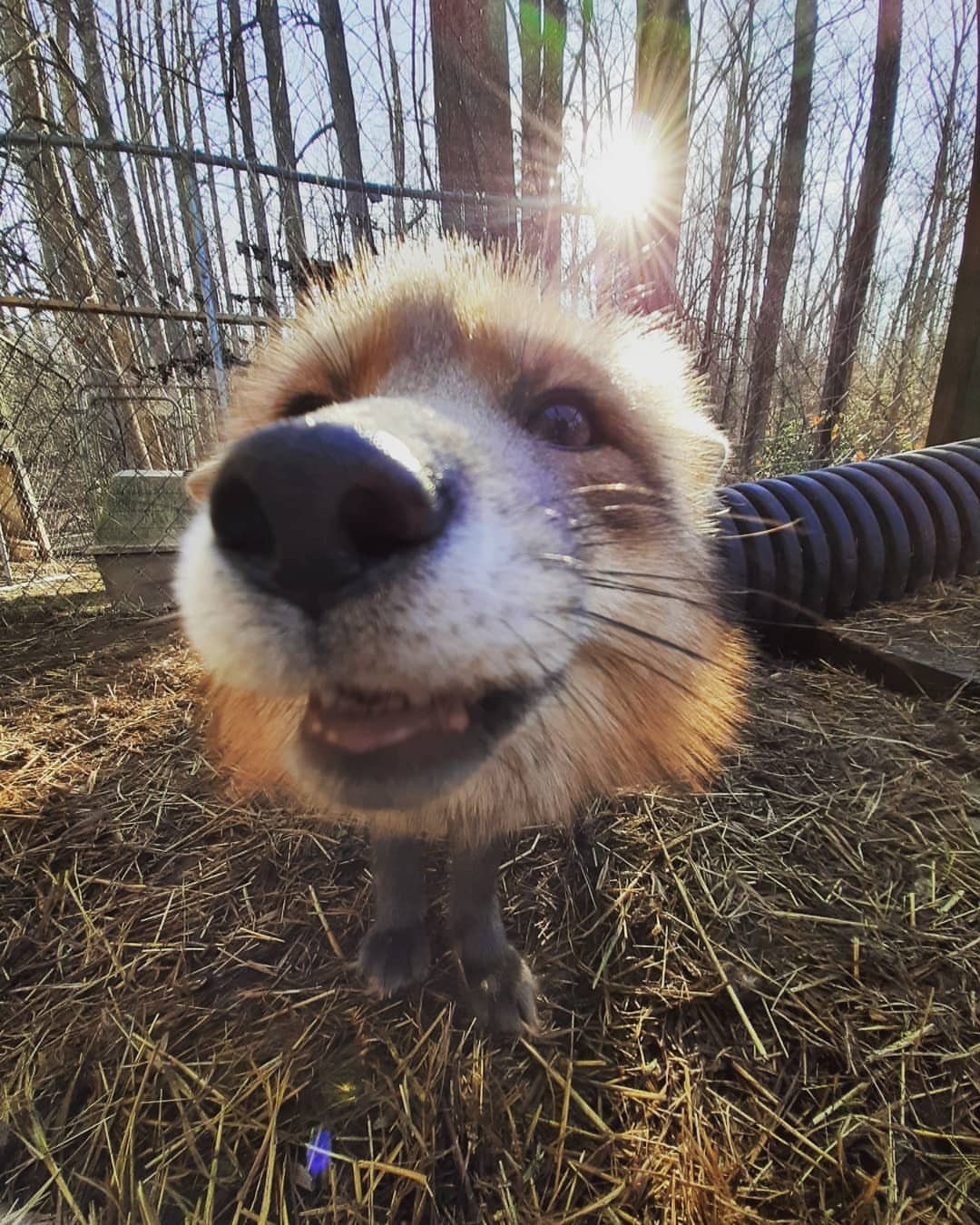 Very curious nose ^.^ - Fox, The photo, Animals, Longpost