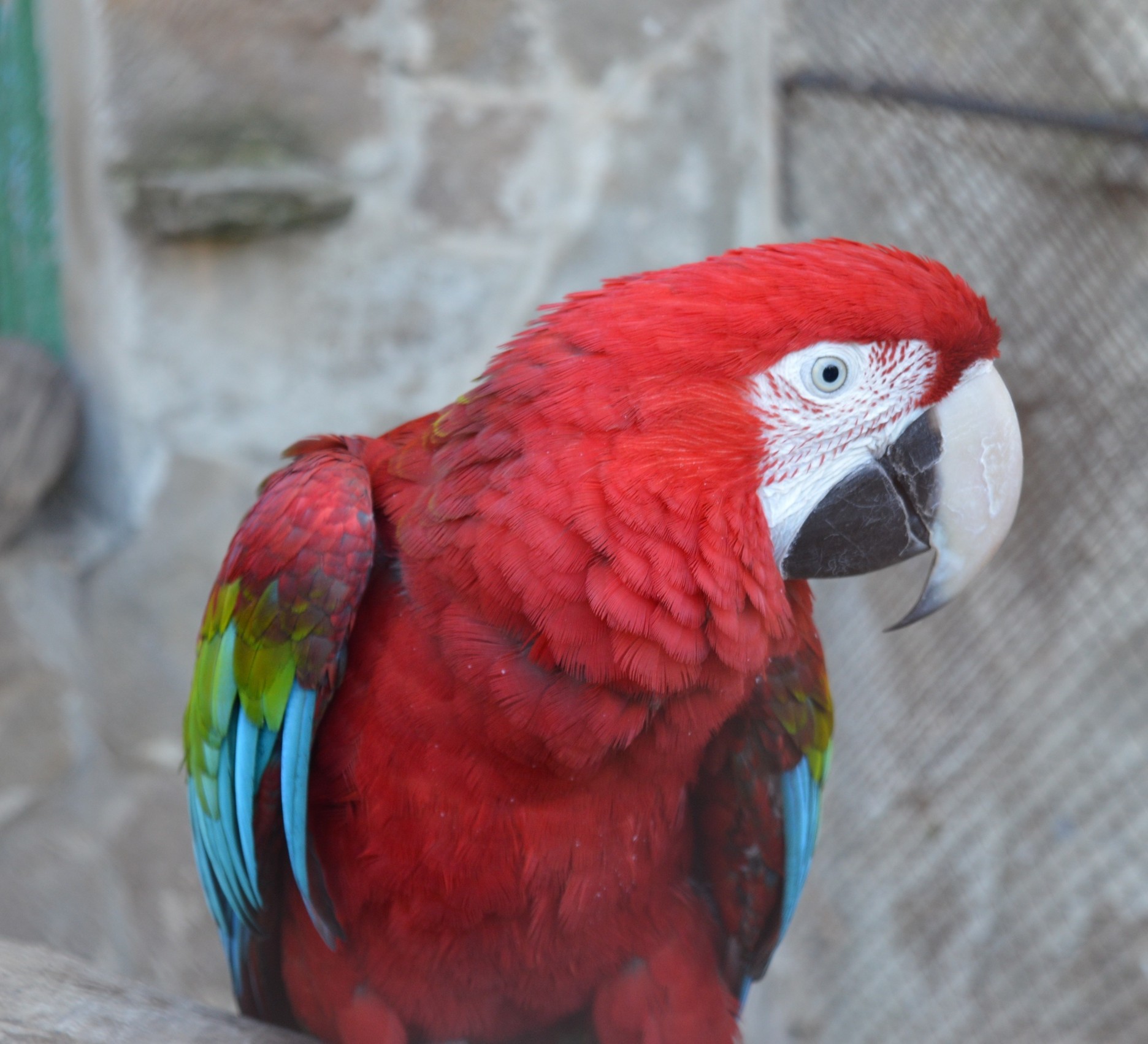 Zoo in Pridorozhny, part 1 - My, Zoo, A parrot, The photo, Beginning photographer, Donetsk, Birds, Animals, Video, Longpost