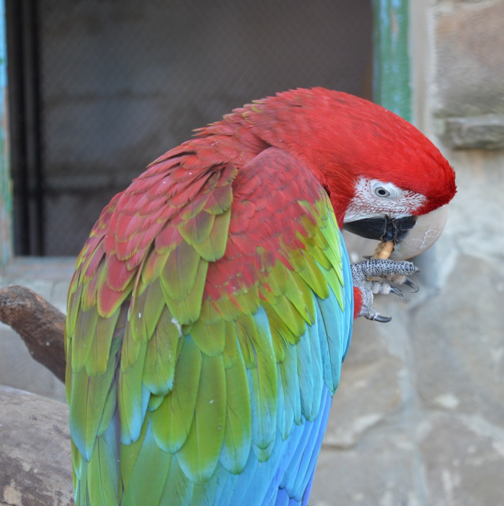 Zoo in Pridorozhny, part 1 - My, Zoo, A parrot, The photo, Beginning photographer, Donetsk, Birds, Animals, Video, Longpost