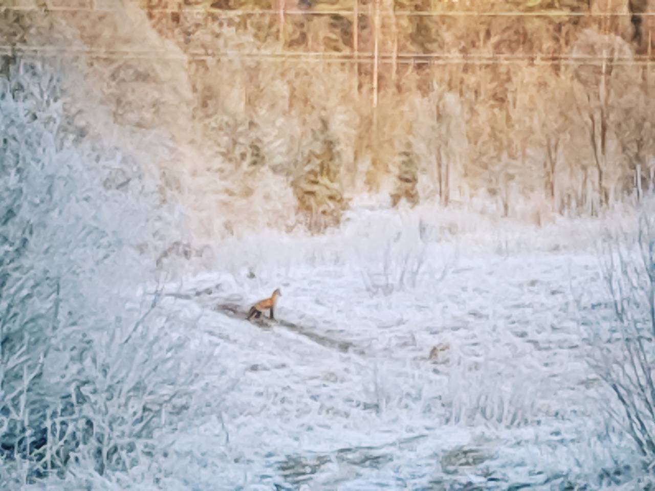 When I broke my habit - My, The photo, Landscape, Nature, Fox, Mobile photography, Leningrad region