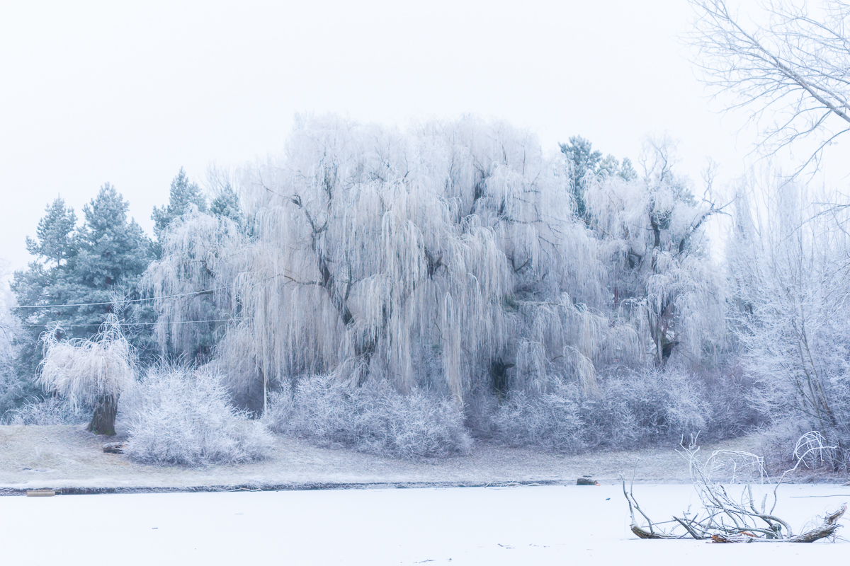 First snow - My, Nikon d7200, Poltava, Longpost