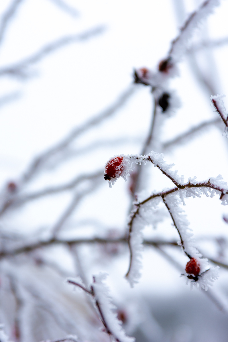 First snow - My, Nikon d7200, Poltava, Longpost