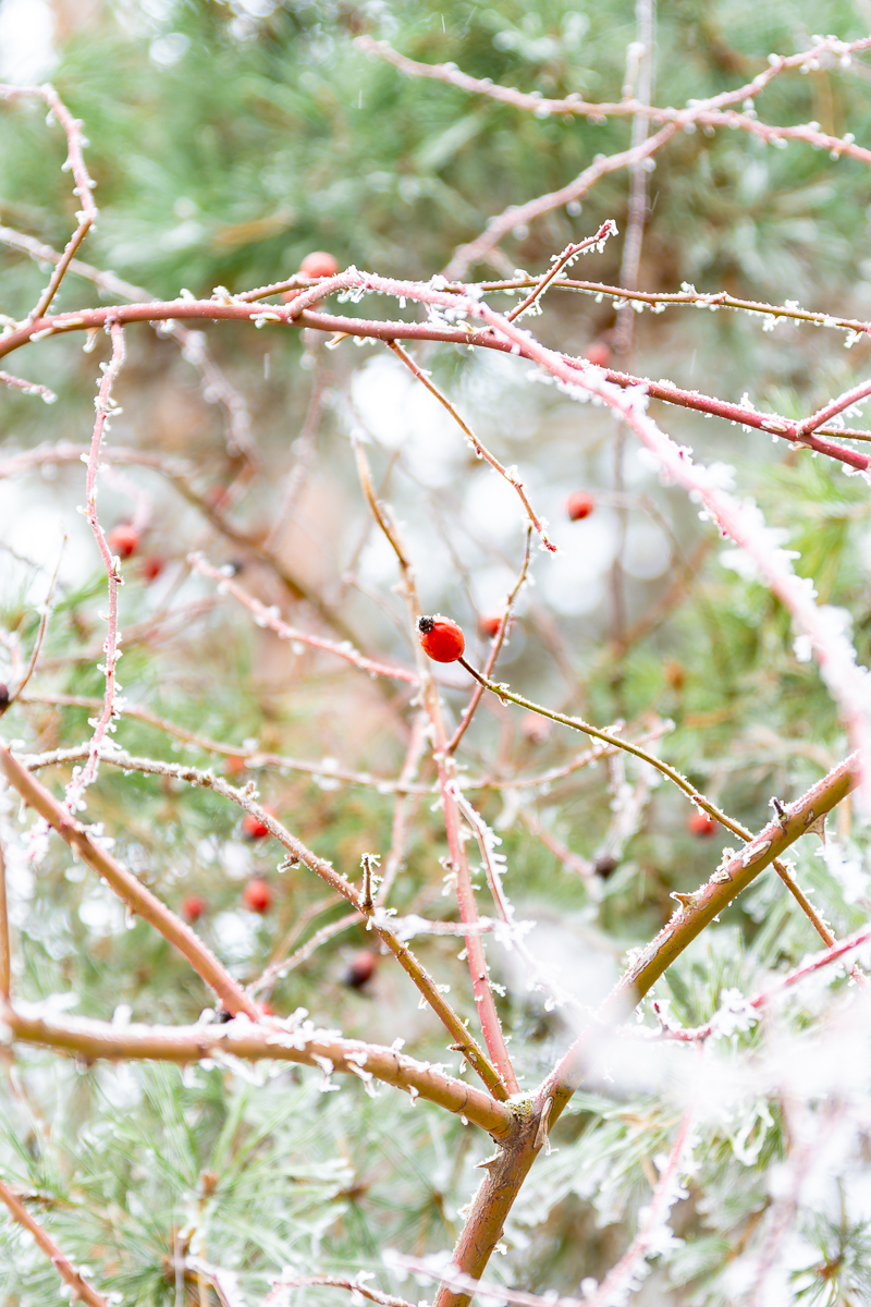 First snow - My, Nikon d7200, Poltava, Longpost