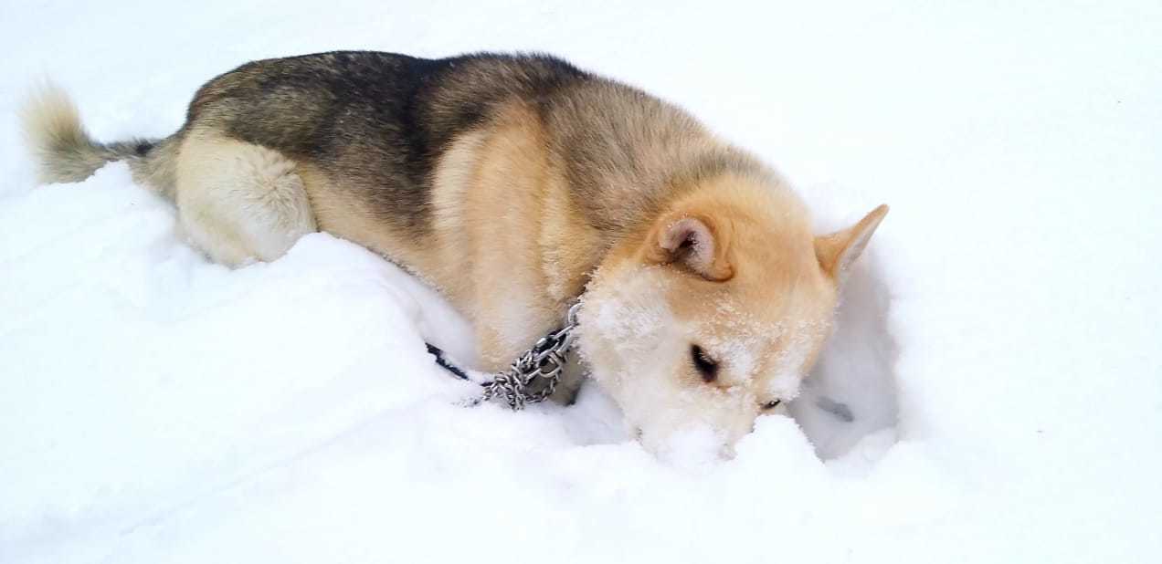 Lilu - Alaskan Malamute in our pack, part 1 - My, The photo, Dog, Alaskan Malamute, Laika, Winter, Snow, Story, Longpost