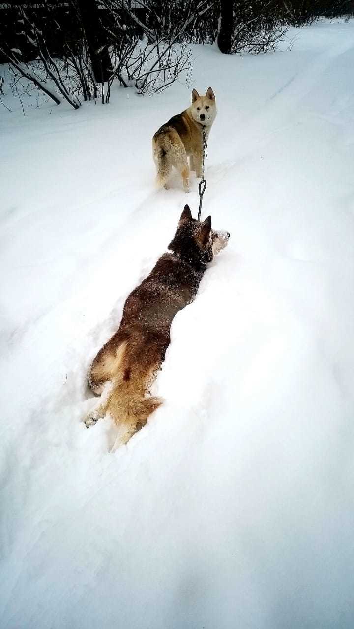 Lilu - Alaskan Malamute in our pack, part 1 - My, The photo, Dog, Alaskan Malamute, Laika, Winter, Snow, Story, Longpost