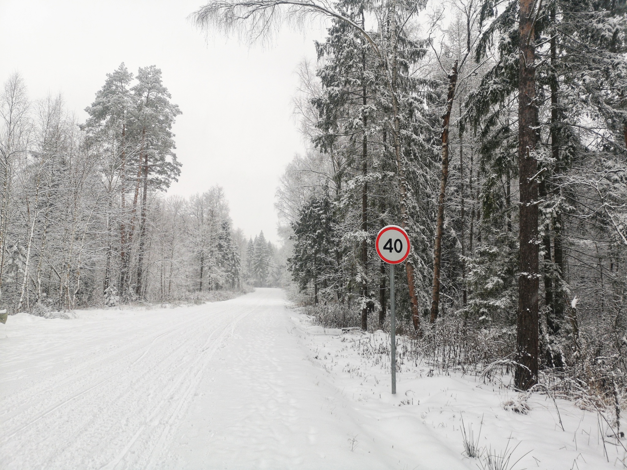 To Loughin Island. Photos from the bike ride - My, A bike, Forest, Snowfall, Longpost