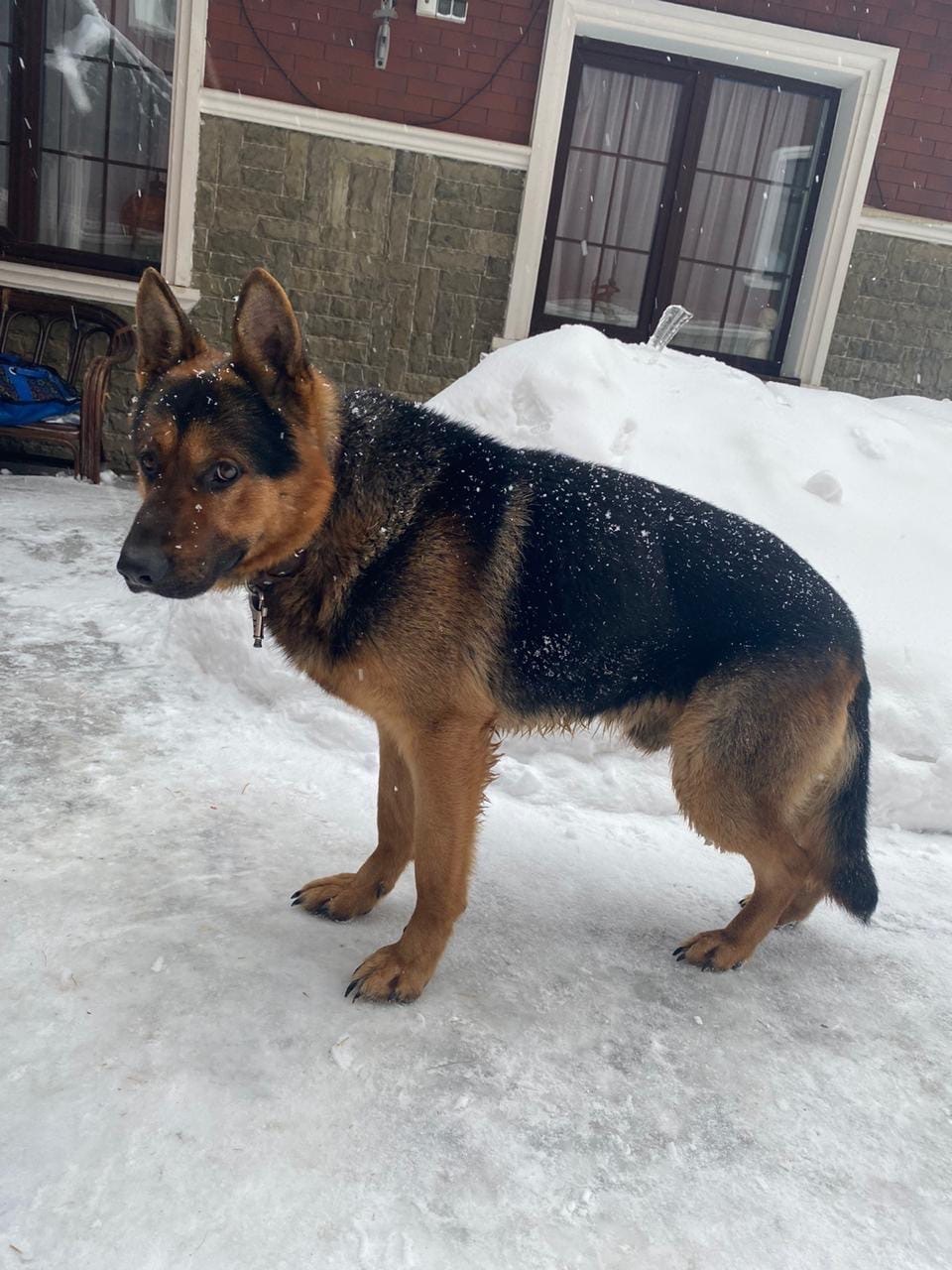 Shepherd found - My, No rating, Lost, Found a dog, Dog, Longpost, Orenburg